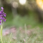 Anacamptis Morio