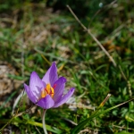 Crocus