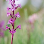 Orchis quadripunctata