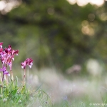 Anacamptis Papilionacea