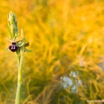 Ophrys Incubacea on a yellow weft